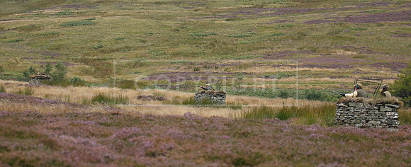 melmerby website-274