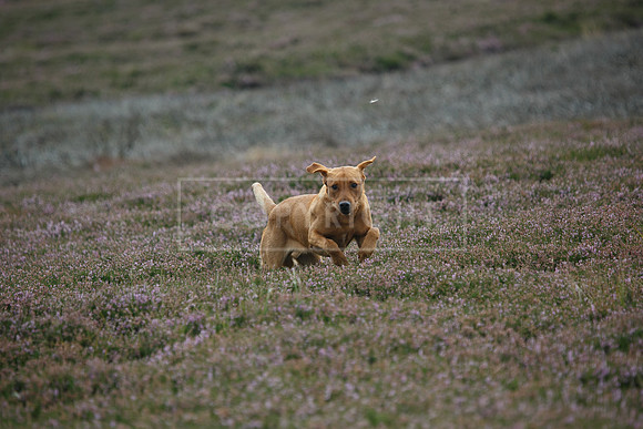 melmerby website-292