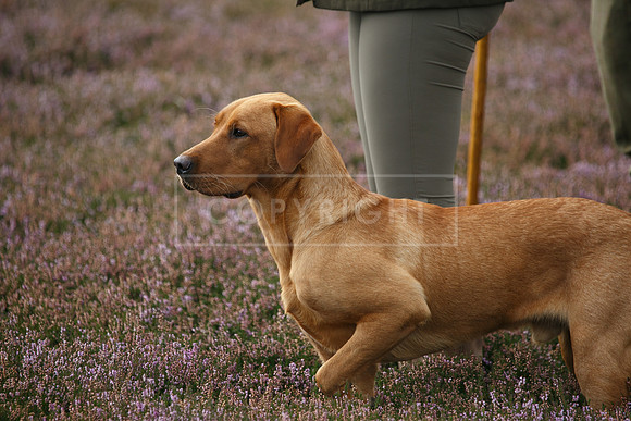 melmerby website-295