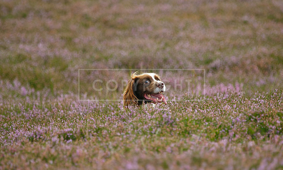 melmerby website-308