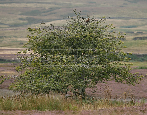melmerby website-324