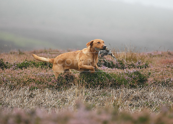 melmerby website-387