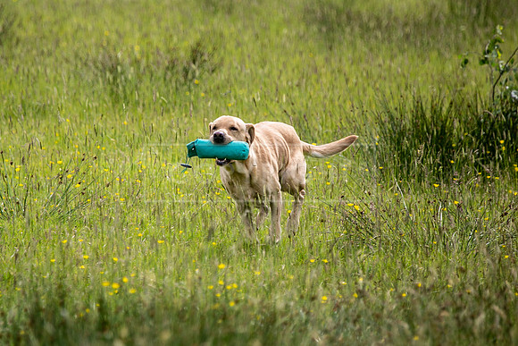 Int Retriever Day 1 -065