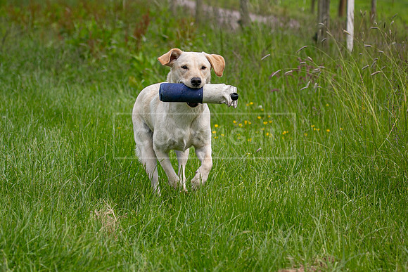 Training Day-54