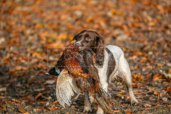 Gundogs-35