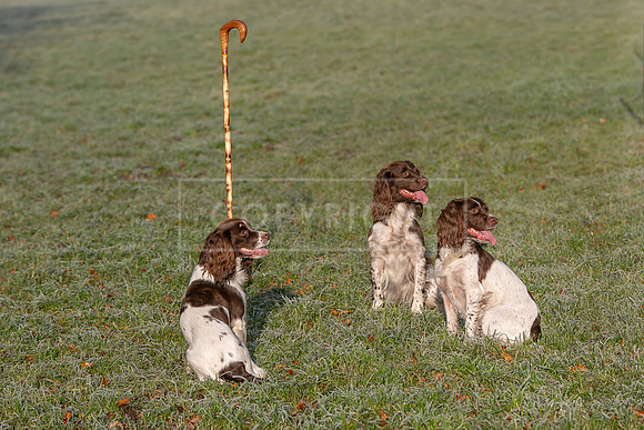 Gundogs-30