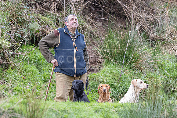 Gundogs-50