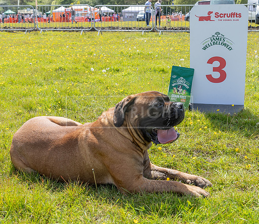 Scruffts @ Hylands Park 5th May 2024-034