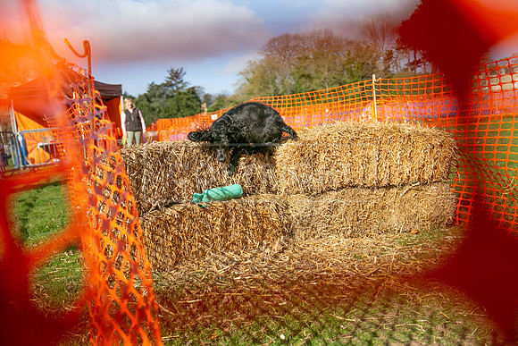 Thoresby Sun 30th Mar 25-004