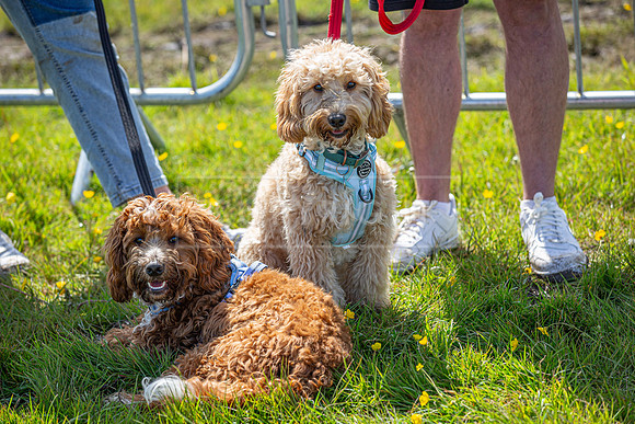 Scruffts @ Hylands Park 5th May 2024-021