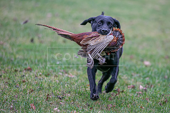 Gundogs-52