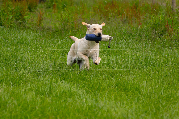 Training Day-51