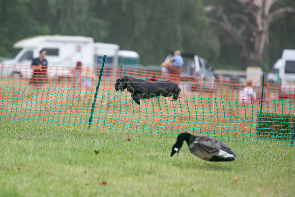 Jixenwell Scurry Challenge Final 2024-0284