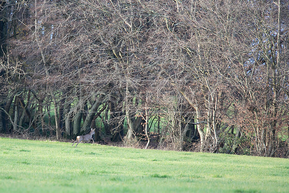 Tilden Farm 9th Dec 23-323