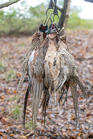 Tilden Farm 9th Dec 23-315