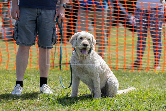 Scruffts heat @ Wadebridge 13th July 2025-108
