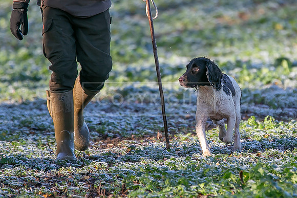 Gundogs-33
