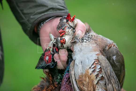 Ripley Castle 30th Dec 23-115
