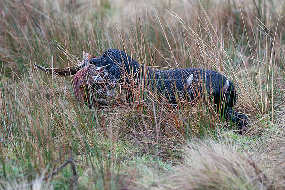 Cocker Championship Jan 2024-042
