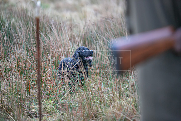 Cocker Championship Jan 2024-046
