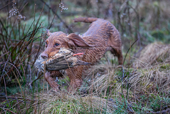 Cocker Championship Jan 2024-073