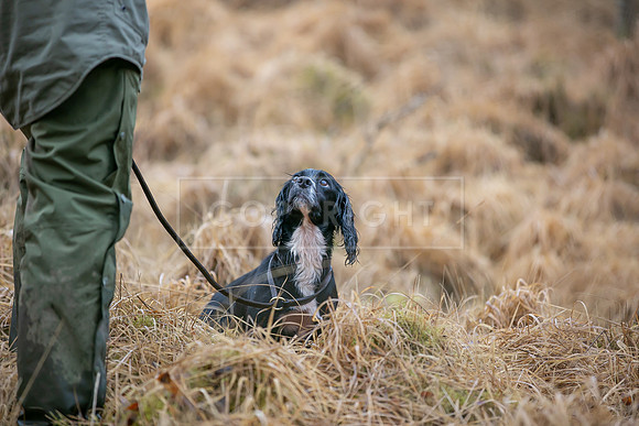 Cocker Championship Jan 2024-096