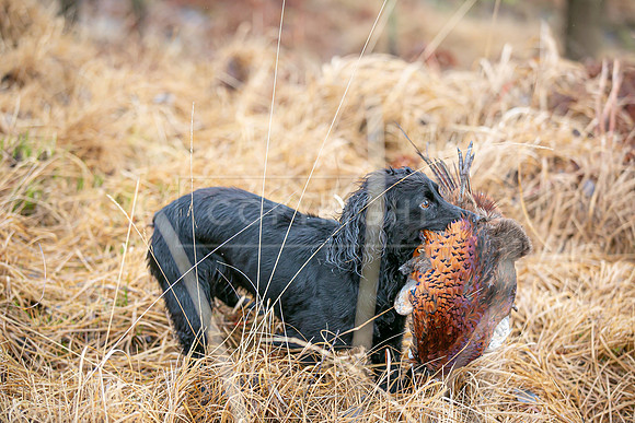Cocker Championship Jan 2024-100