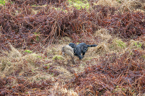 Cocker Championship Jan 2024-106
