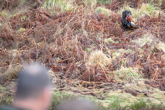 Cocker Championship Jan 2024-115