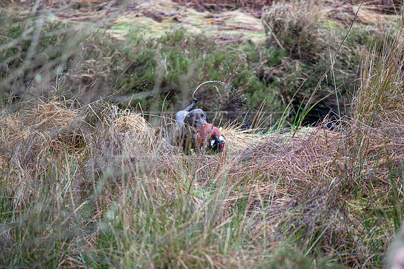 Cocker Championship Jan 2024-116