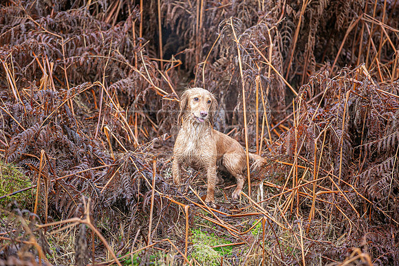 Cocker Championship Jan 2024-130