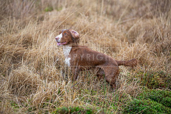 Cocker Championship Jan 2024-138