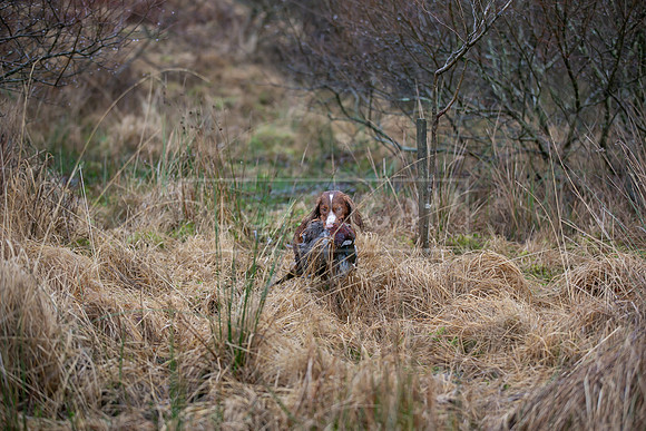 Cocker Championship Jan 2024-140