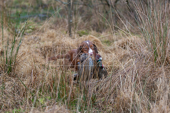 Cocker Championship Jan 2024-141