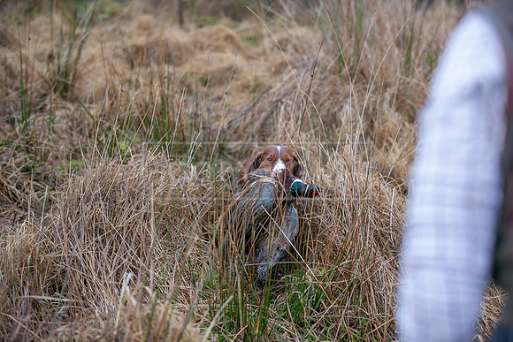 Cocker Championship Jan 2024-142