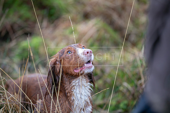 Cocker Championship Jan 2024-144