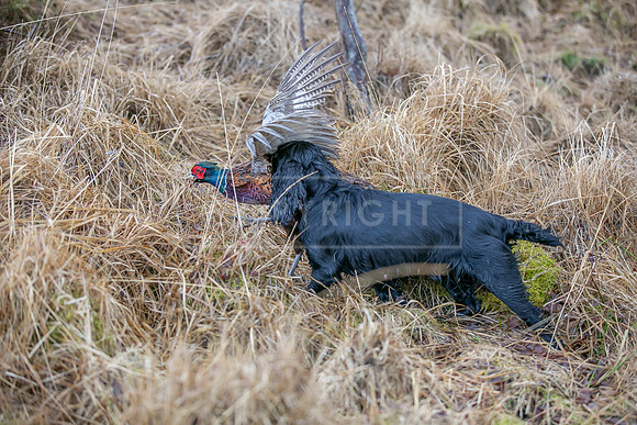 Cocker Championship Jan 2024-149