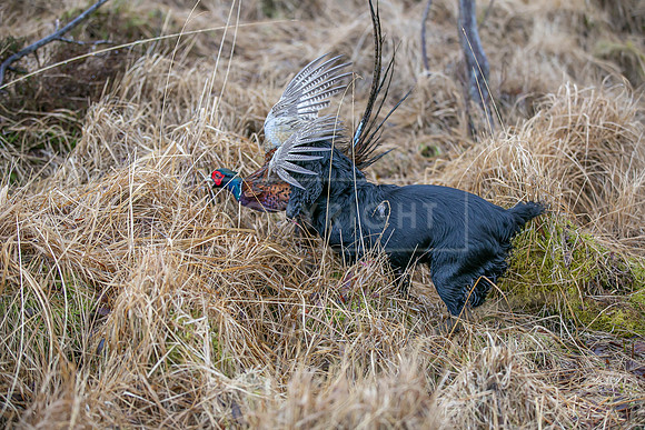 Cocker Championship Jan 2024-150