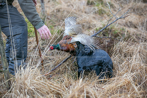 Cocker Championship Jan 2024-152