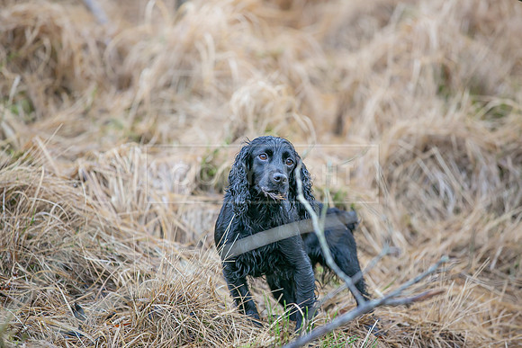 Cocker Championship Jan 2024-155