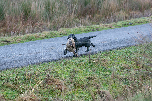 Cocker Championship Jan 2024-165