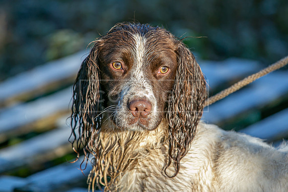 Gundogs-34