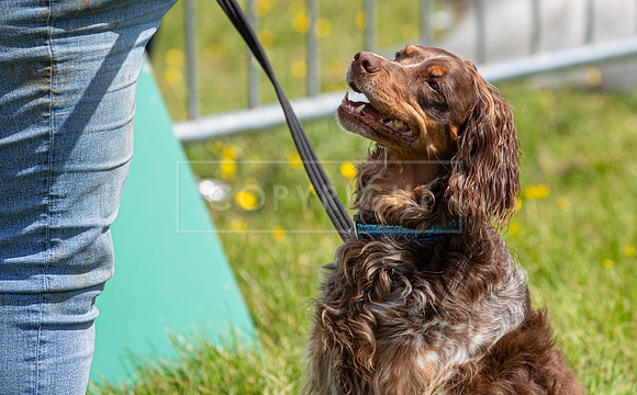 Scruffts @ Hylands Park 5th May 2024-035