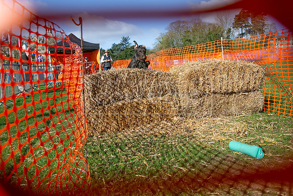 Thoresby Sun 30th Mar 25-014