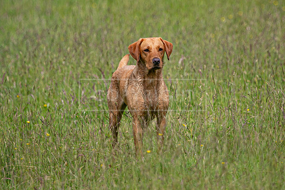 Int Retriever Day 1 -070
