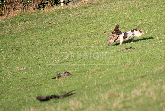 Stoneleywoods 26th Nov-083