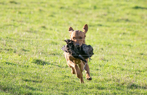 Stoneleywoods 26th Nov-095