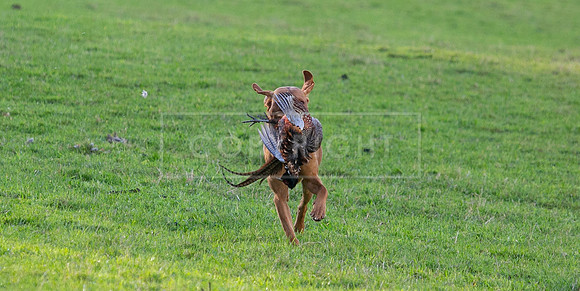 Stoneleywoods 26th Nov-099