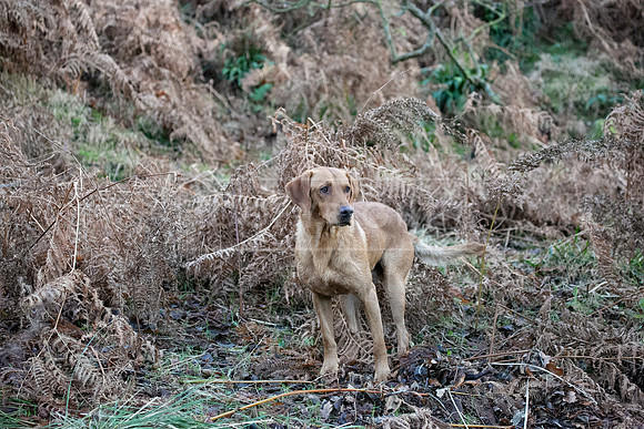 Stoneleywoods 26th Nov-251