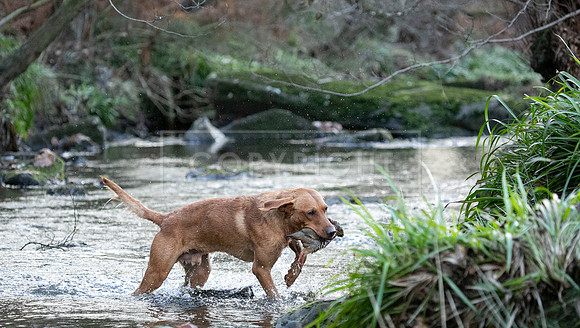 Stoneleywoods 26th Nov-262